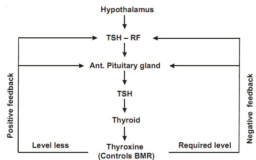 2171_hormonal action by intracellular receptor1.png